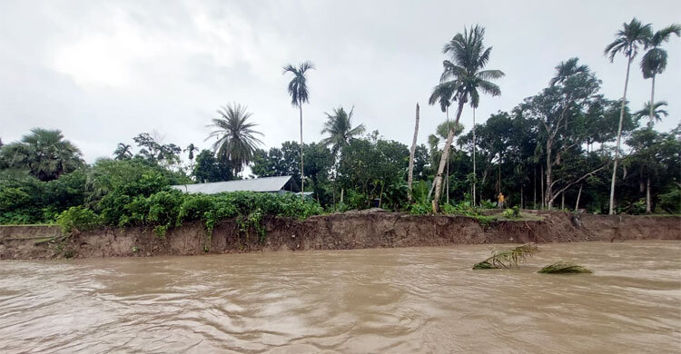 মধুমতীর ভাঙনে বিলীন হচ্ছে ঘরবাড়ি, আতঙ্কিত মানুষ