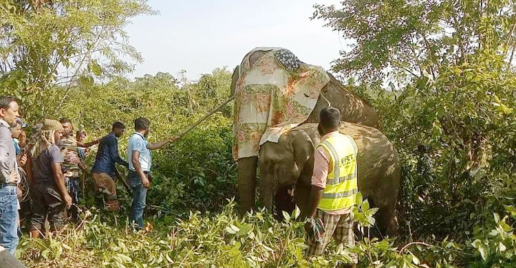 চিকিৎসার পর গহীন বনে ফিরলো হাতি
