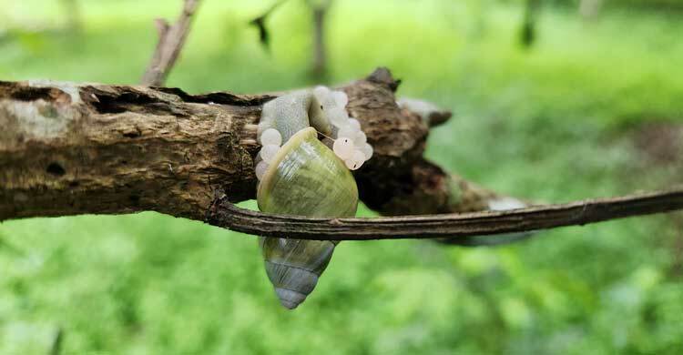 গাছেই পুরো জীবনচক্র সম্পন্ন করে গেছো শামুক: রাবিতে গবেষণা