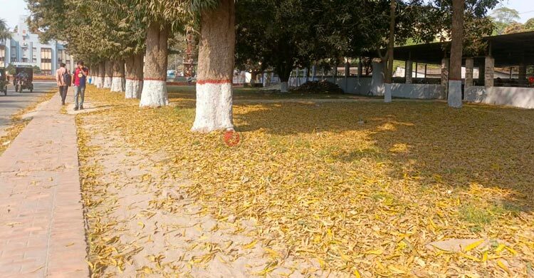 বসন্তের ছোঁয়ায় নবরূপে রাবি ক্যাম্পাস