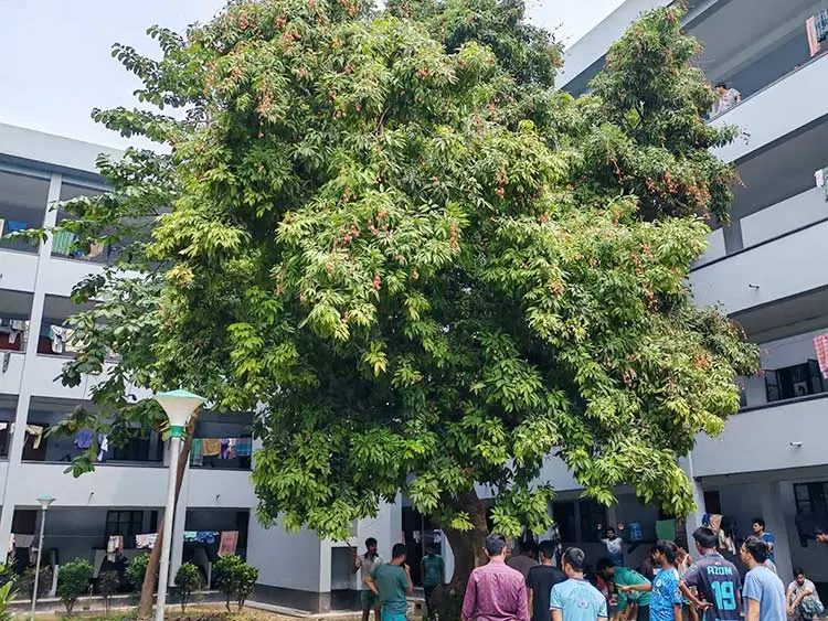 গাছের লিচু পেড়ে রুমে রুমে পৌঁছে দিলেন হল সংসদের নেতারা