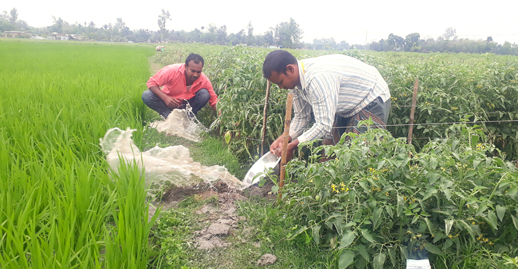 বৃষ্টিতে দিনাজপুরে টমেটোর ব্যাপক ক্ষতির শঙ্কা