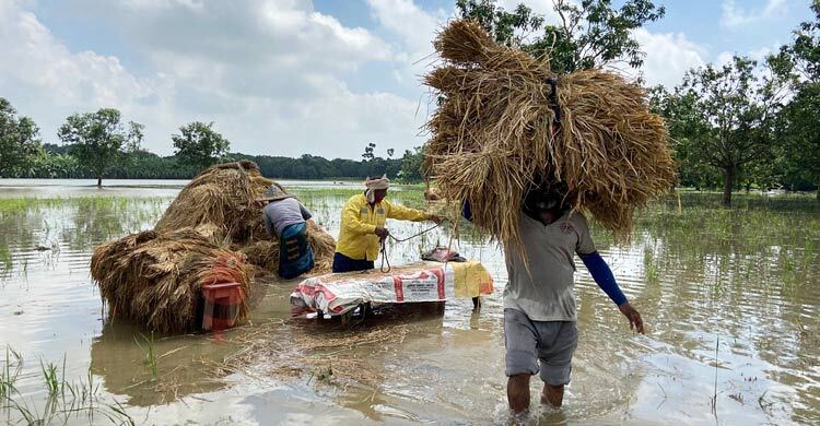বৃষ্টিতে পানিতে পচে ক্ষেতেই নষ্ট হচ্ছে শতবিঘা জমির ধান