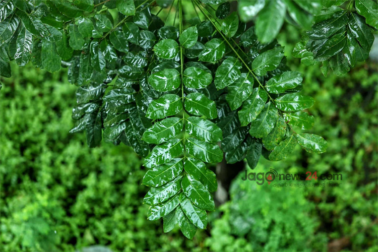 বৃষ্টি কবে কমতে পারে জানালো আবহাওয়া অফিস