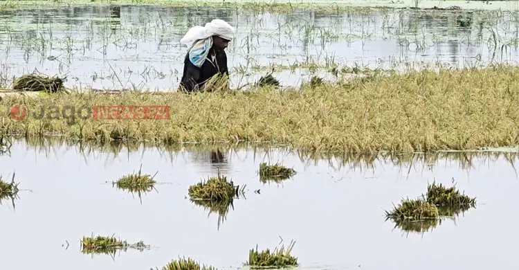 কিশোরগঞ্জে টানা বৃষ্টিতে তলিয়ে গেছে ৭ হাজার হেক্টর জমির ধান