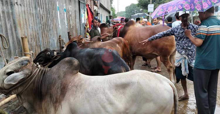 বিক্রিতে বৃষ্টির বাগড়া, দামে ক্রেতা খুশি হলেও অখুশি বিক্রেতা