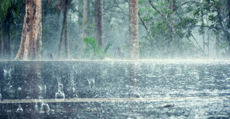 ‘নভেম্বর রেইন’ বৃষ্টি বিলাসের জন্য কেমন