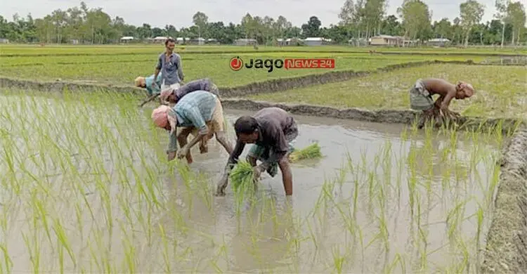 রাজশাহীর মাঠজুড়ে আমনের ব্যস্ততা