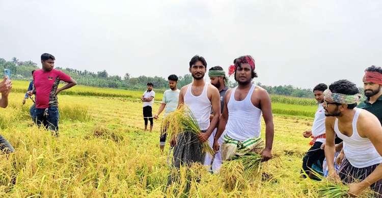 সকাল থেকে বিকেল পর্যন্ত কৃষকের ধান কেটে দিলো ছাত্রলীগ