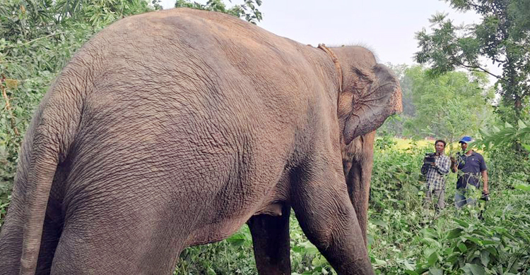 অবশেষে ধরা পড়লো সেই হাতি