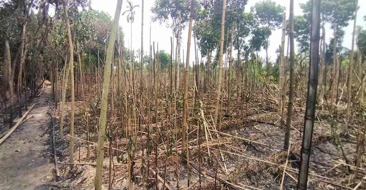 রাজবাড়ীতে ৪ পানের বরজ পুড়ে ছাই