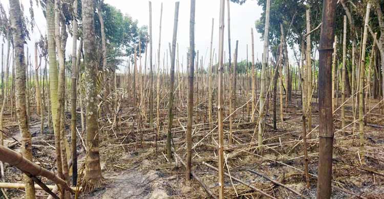 রাজবাড়ীতে ৪ পানের বরজ পুড়ে ছাই 