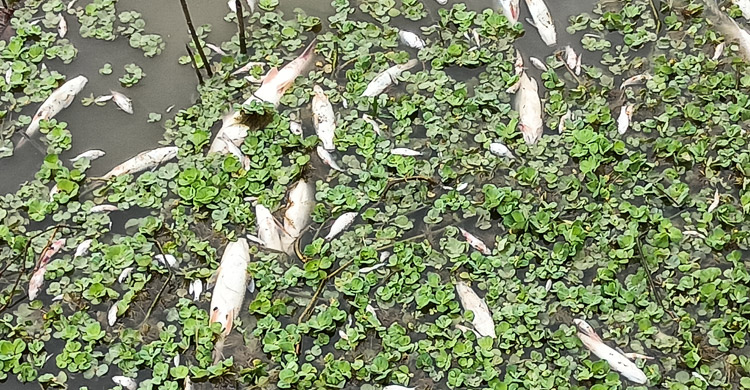 মাছের সঙ্গে শত্রুতা, ১৬ লাখ টাকা ক্ষতি দাবি