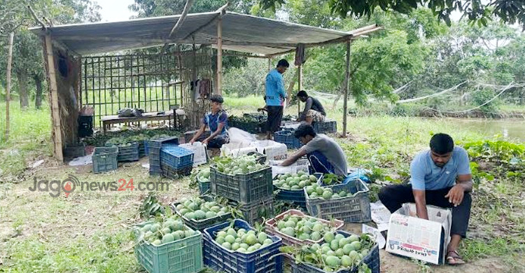 রপ্তানিযোগ্য আমের শেষ ‘ভরসা’ সুপারশপ
