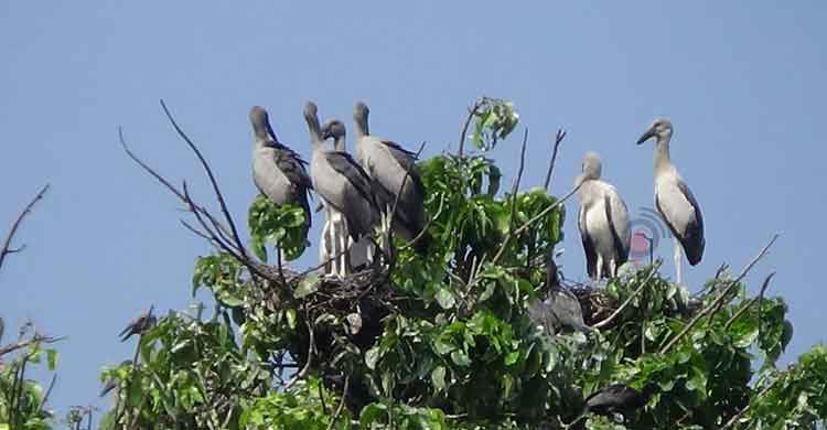 পরিযায়ী পা‌খির কলতানে মুখরিত শিবরামপুর