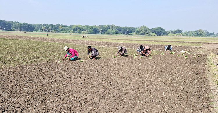 রাজবাড়ীতে ৪ লক্ষাধিক মেট্রিক টন হালি পেঁয়াজ উৎপাদনের আশা
