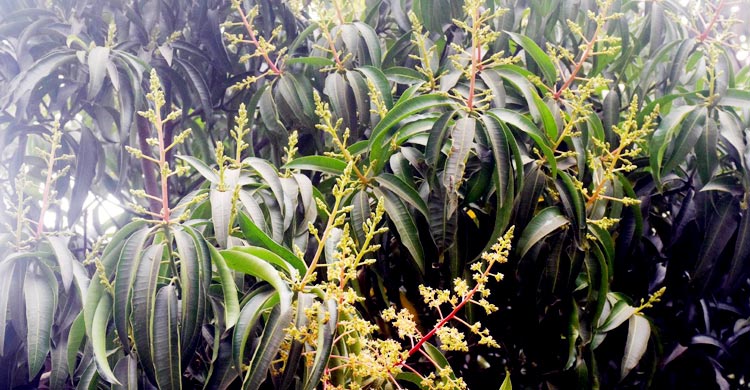 রাজশাহীর গাছে গাছে আমের আগাম মুকুল, পরিপর্যায় ব্যস্ত কৃষক