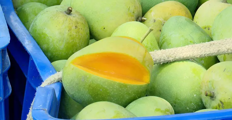 রাজশাহীতে আম সংগ্রহ শুরু, বাজারে এলো ‘গুটি’ আম