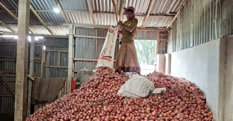 পেঁয়াজে স্বপ্নভঙ্গ কৃষকের