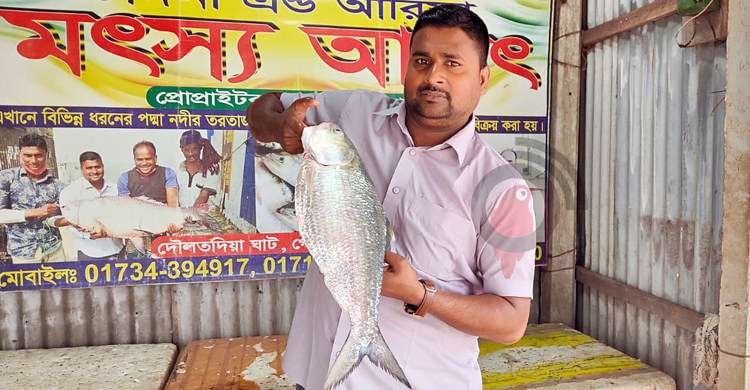 পদ্মার এক ইলিশ ৬ হাজার টাকায় বিক্রি