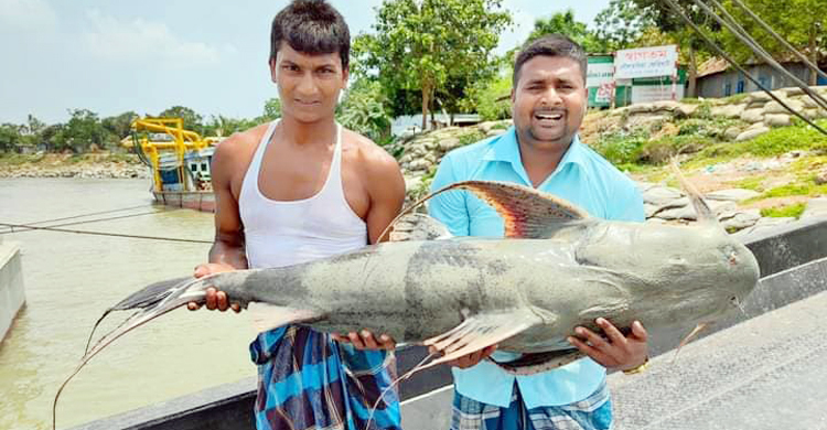 পদ্মায় ধরা পড়া ২৭ কেজির বাঘাইড় ৪০ হাজারে বিক্রি
