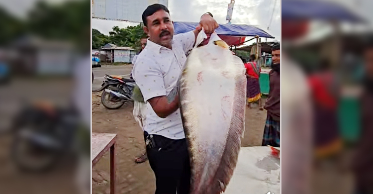 ৯ কেজি চিতল ২০ হাজারে বিক্রি