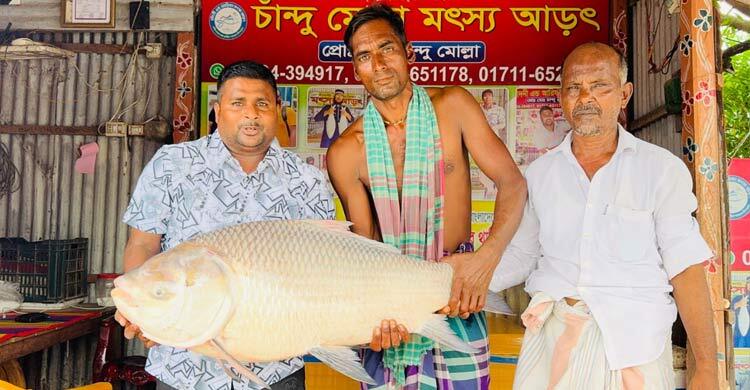পদ্মার এক কাতল ৪৫ হাজারে বিক্রি