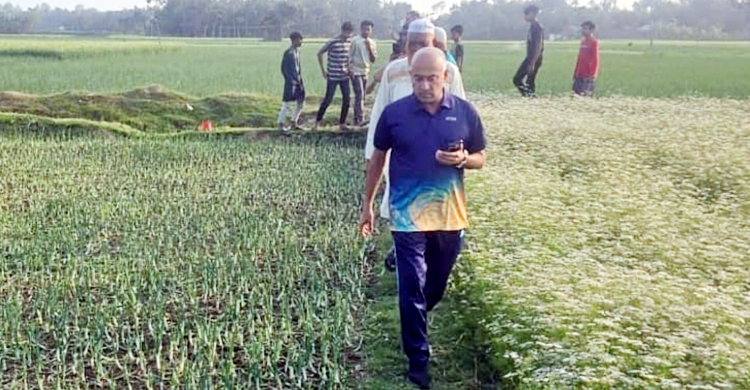 পেঁয়াজ ক্ষেতে দুর্বৃত্তের হানা, মাঠে গিয়ে এমপি হারুনের হুঁশিয়ারি