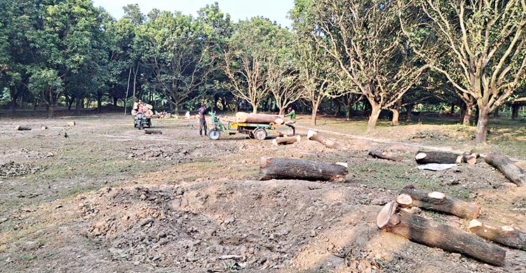 রাজশাহী-চাঁপাইনবাবগঞ্জে কমেছে আমচাষ, বাড়ছে পুকুর