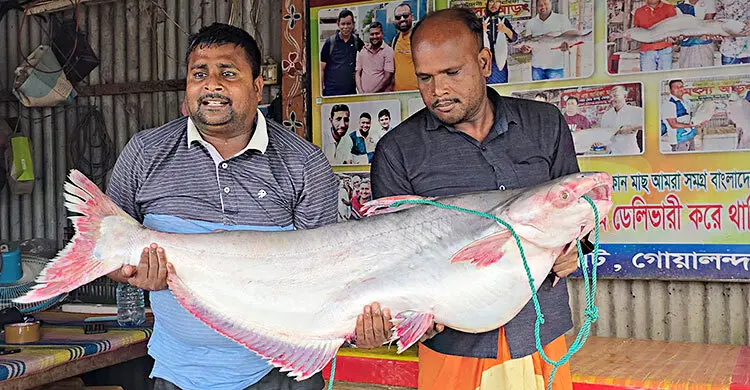 এক পাঙাশ ৭১ হাজারে বিক্রি