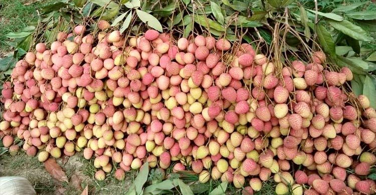 বোম্বাই লিচুতে বাজার মাত, রাজশাহীতে ৫৬ কোটি টাকার বাণিজ্যের আশা