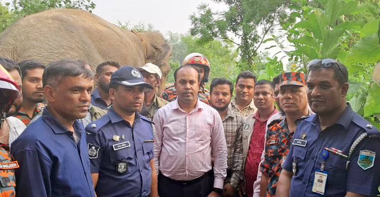অবশেষে ধরা পড়লো সেই হাতি
