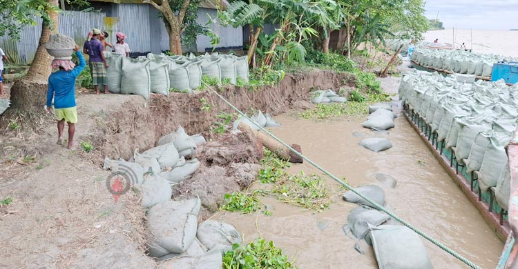 পদ্মার ভাঙনে আতঙ্কে স্থানীয়রা, ভেসে যাচ্ছে জিও ব্যাগও