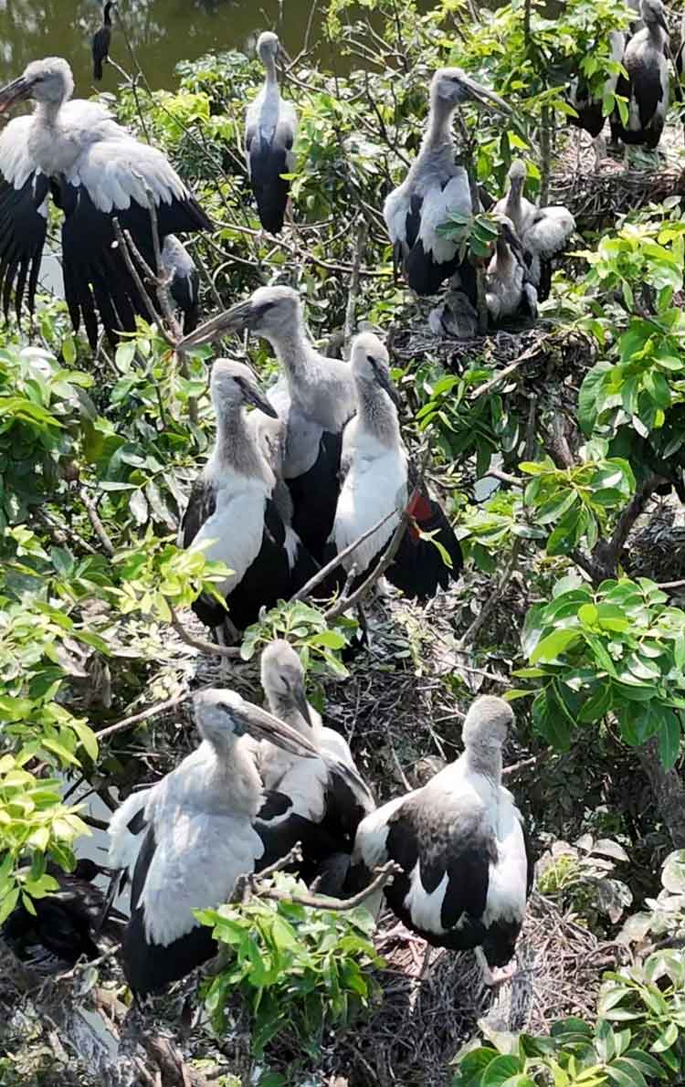 পরিযায়ী পা‌খির কলতানে মুখরিত শিবরামপুর