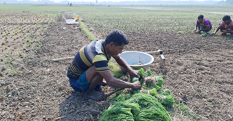 রাজবাড়ীতে ৪ লক্ষাধিক মেট্রিক টন হালি পেঁয়াজ উৎপাদনের আশা