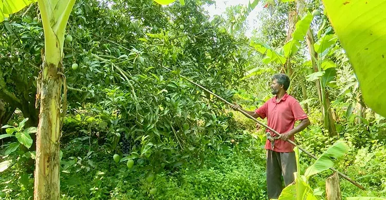 রাজশাহীতে আম সংগ্রহ শুরু, বাজারে এলো ‘গুটি’ আম
