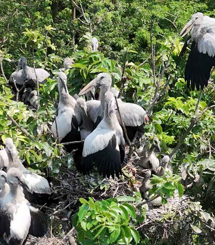 পরিযায়ী পা‌খির কলতানে মুখরিত শিবরামপুর