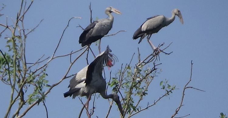 পরিযায়ী পা‌খির কলতানে মুখরিত শিবরামপুর