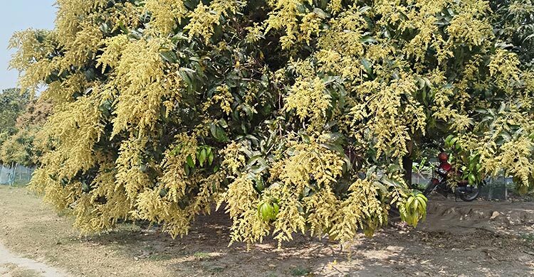 রাজশাহী-চাঁপাইনবাবগঞ্জে কমেছে আমচাষ, বাড়ছে পুকুর