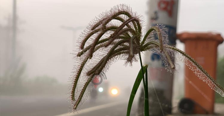 রাজশাহীতে আজ দেশের সর্বনিম্ন তাপমাত্রা