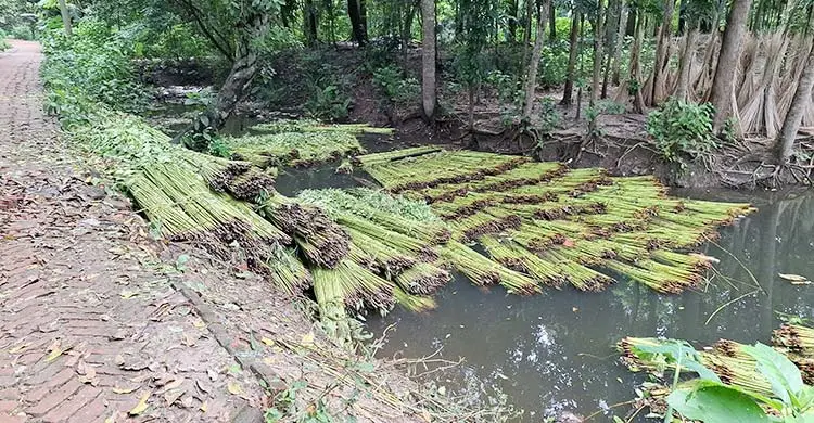 পাটের ফলন ভালো হলেও দাম নিয়ে শঙ্কায় কৃষকরা
