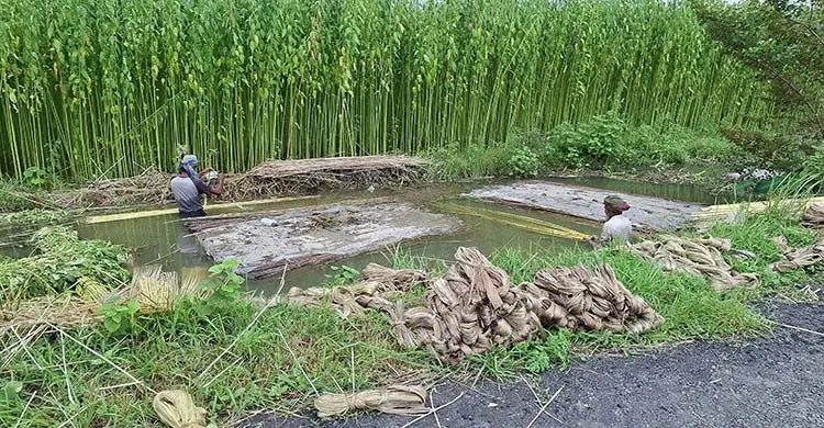 পাটের ফলন ভালো হলেও দাম নিয়ে শঙ্কায় কৃষকরা