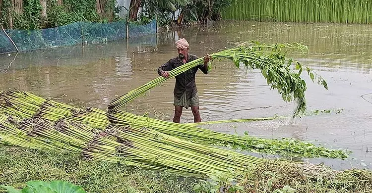 পাটের ফলন ভালো হলেও দাম নিয়ে শঙ্কায় কৃষকরা