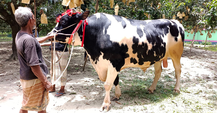 জেলার সবচেয়ে বড় গরু রাজাবাবুর ওজন ৪০ মণ, দাম ২০ লাখ
