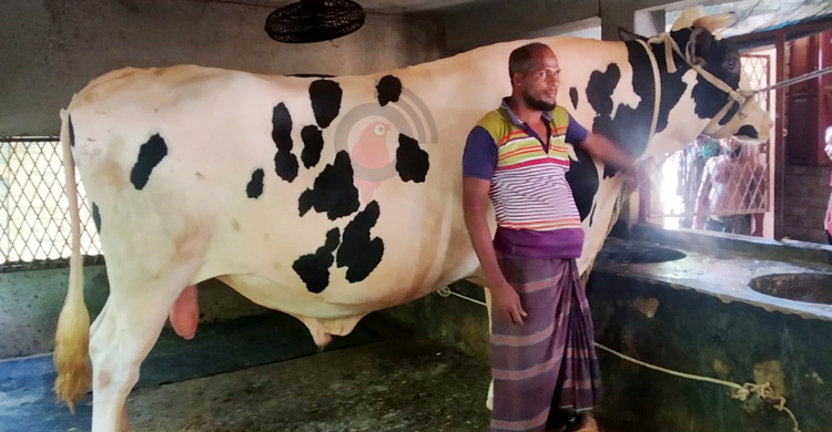 ৩০ মণের রাজাবাবুর দাম ১৫ লাখ, সঙ্গে খাসি ফ্রি