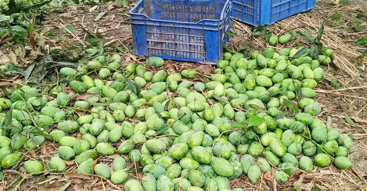 রাজশাহীতে আম সংগ্রহ শুরু