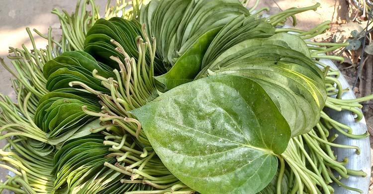 রাজবাড়ীর পান রপ্তানি হচ্ছে বিদেশে