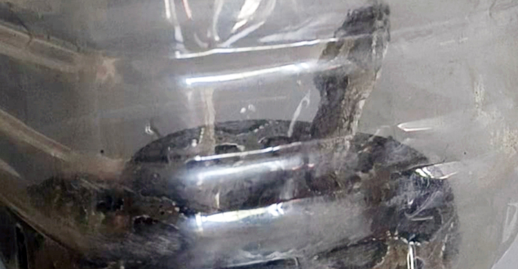 কামড়ের পর জীবিত রাসেল ভাইপার নিয়ে হাসপাতালে কৃষক