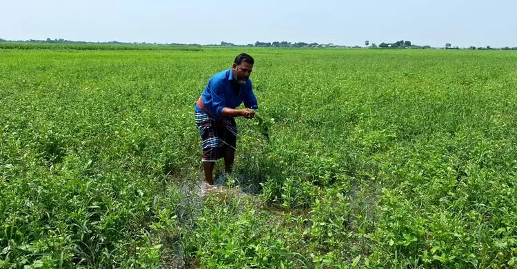 আগাছানাশক বিষ প্রয়োগ করে ৩২ কৃষকের পাটক্ষেত নষ্টের অভিযোগ