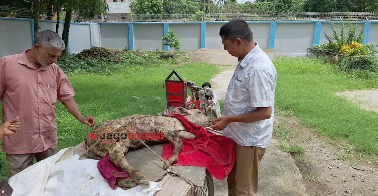 লাম্পি স্কিন রোগে মরছে গরু, টিকার সংকটে উদ্বিগ্ন রাজবাড়ীর খামারিরা